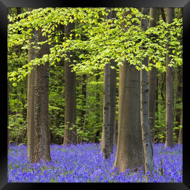 Bluebell Flowers and Beech Trees in Spring Framed Print by Arterra 
