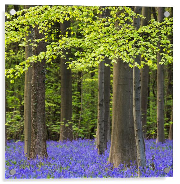 Bluebell Flowers and Beech Trees in Spring Acrylic by Arterra 
