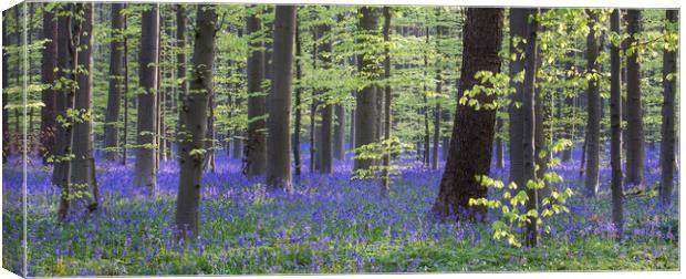 Bluebell Flowers in Beech Woodland in Spring Canvas Print by Arterra 