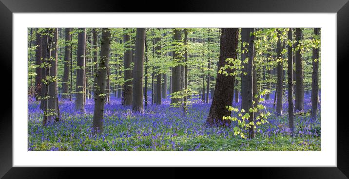 Bluebell Flowers in Beech Woodland in Spring Framed Mounted Print by Arterra 