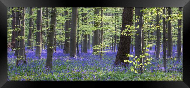 Bluebell Flowers in Beech Woodland in Spring Framed Print by Arterra 