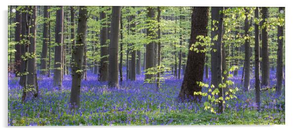 Bluebell Flowers in Beech Woodland in Spring Acrylic by Arterra 