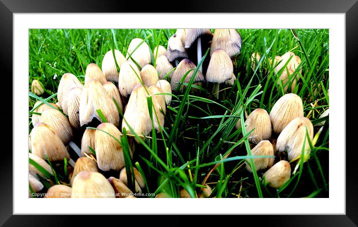 Toadstools or mushrooms Framed Mounted Print by john hill