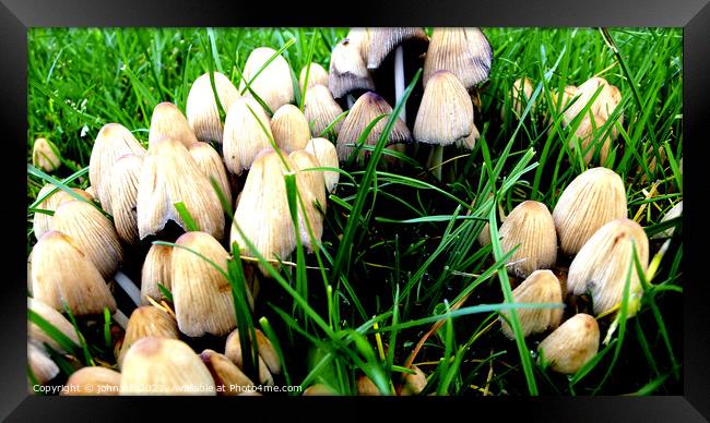 Toadstools or mushrooms Framed Print by john hill