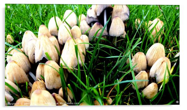 Toadstools or mushrooms Acrylic by john hill