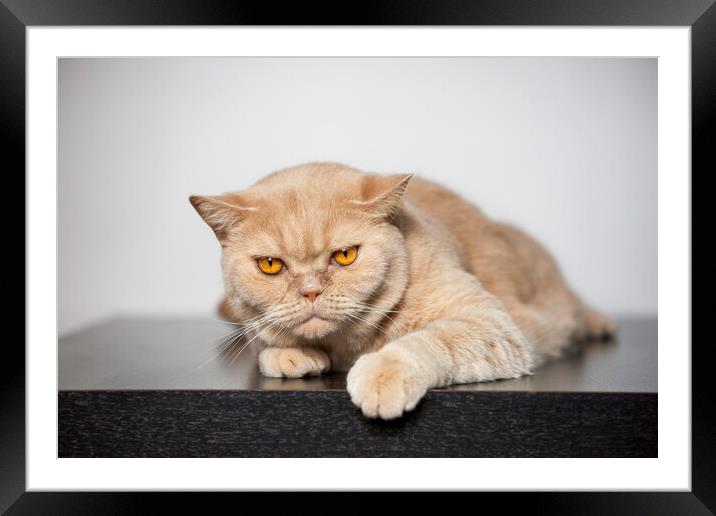 British Shorthair Cat Framed Mounted Print by Arterra 