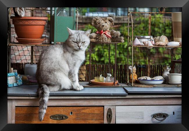 British Shorthair Cat in Kitchen Framed Print by Arterra 