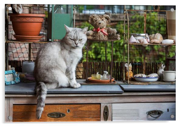 British Shorthair Cat in Kitchen Acrylic by Arterra 