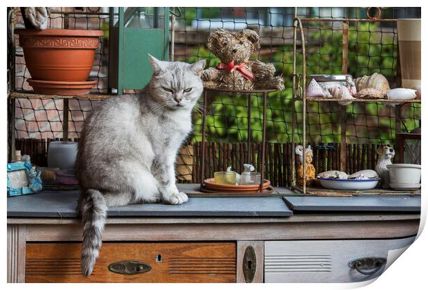British Shorthair Cat in Kitchen Print by Arterra 