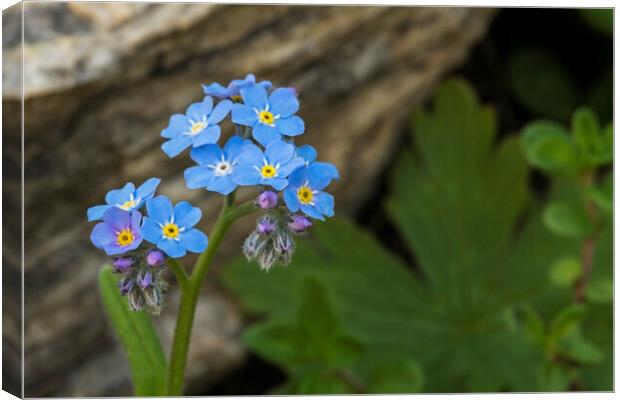 Alpine Forget-Me-Not Canvas Print by Arterra 