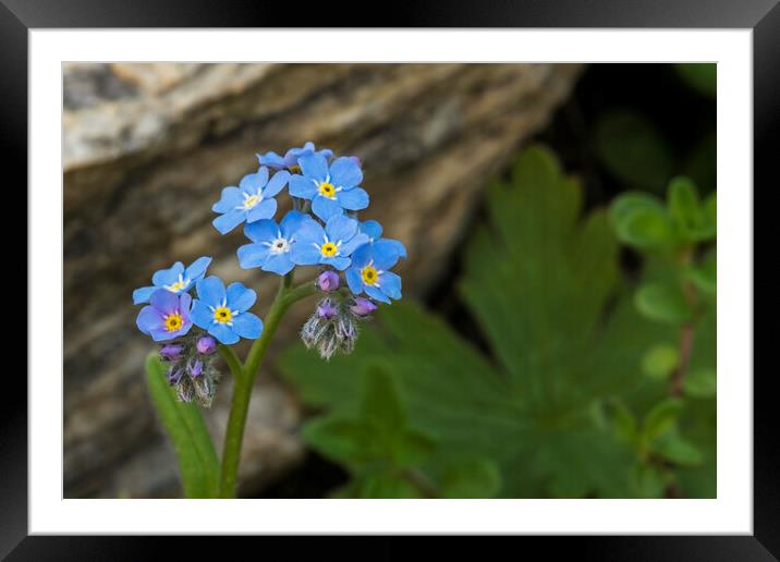 Alpine Forget-Me-Not Framed Mounted Print by Arterra 