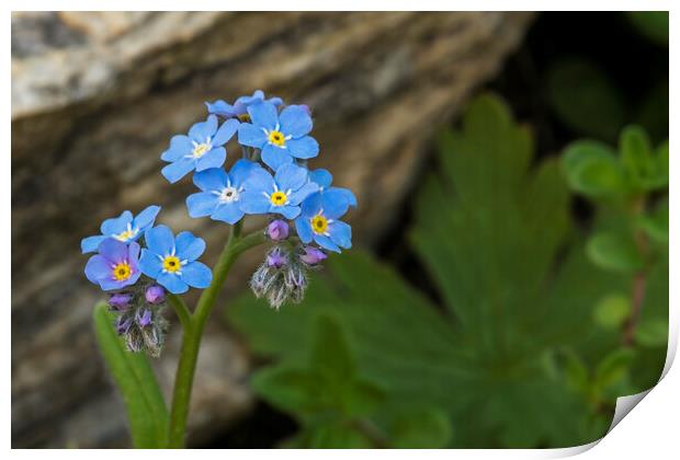 Alpine Forget-Me-Not Print by Arterra 
