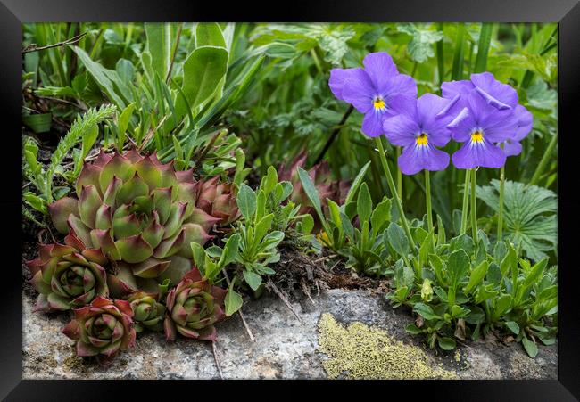 Houseleek and Mountain Violets in Flower  Framed Print by Arterra 