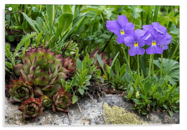 Houseleek and Mountain Violets in Flower  Acrylic by Arterra 