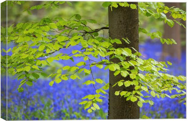 Beech Tree Leaves and Bluebells in Springtime Canvas Print by Arterra 
