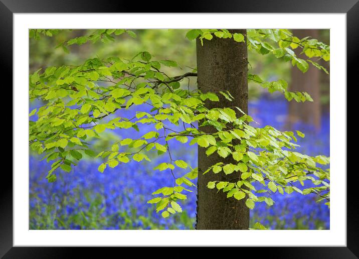 Beech Tree Leaves and Bluebells in Springtime Framed Mounted Print by Arterra 