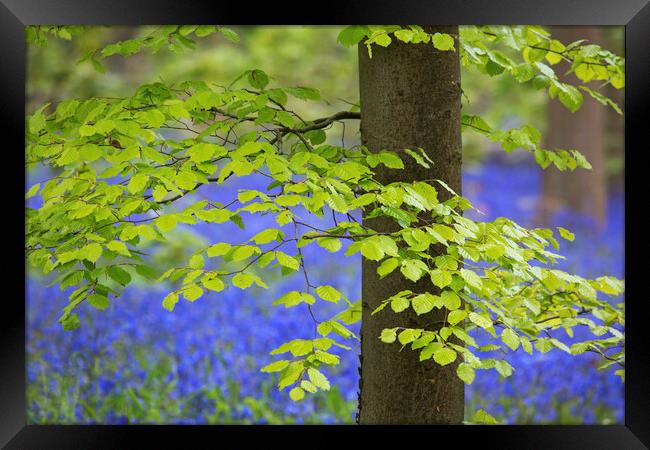 Beech Tree Leaves and Bluebells in Springtime Framed Print by Arterra 