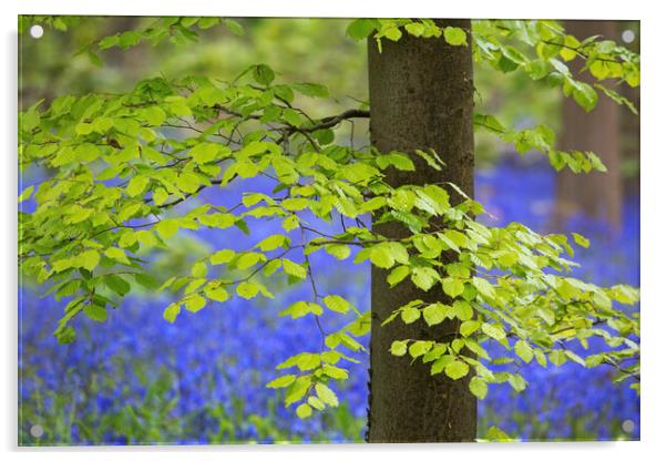 Beech Tree Leaves and Bluebells in Springtime Acrylic by Arterra 