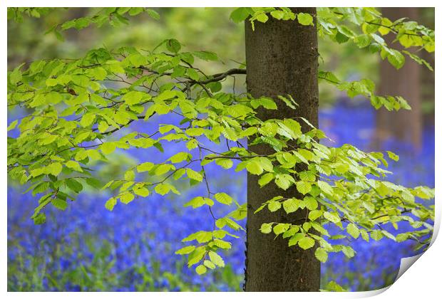 Beech Tree Leaves and Bluebells in Springtime Print by Arterra 