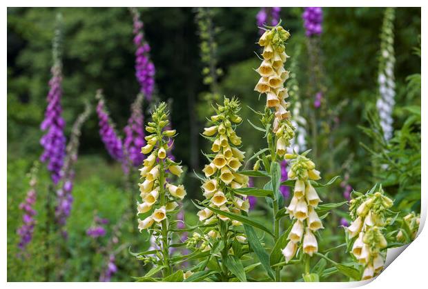 Large Yellow Foxgloves in Flower Print by Arterra 