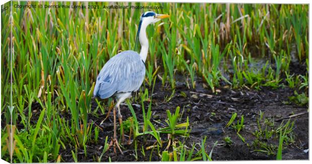  Grey Heron On Radcliffe Canal Canvas Print by Derrick Fox Lomax