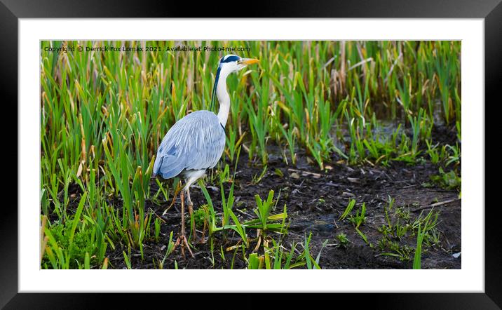  Grey Heron On Radcliffe Canal Framed Mounted Print by Derrick Fox Lomax