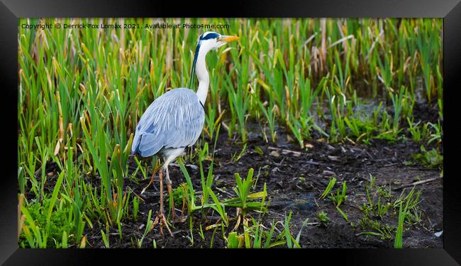  Grey Heron On Radcliffe Canal Framed Print by Derrick Fox Lomax