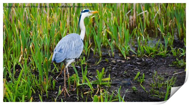  Grey Heron On Radcliffe Canal Print by Derrick Fox Lomax