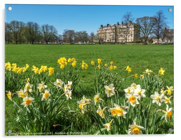 Daffodils on The Stray Harrogate Acrylic by Mark Sunderland