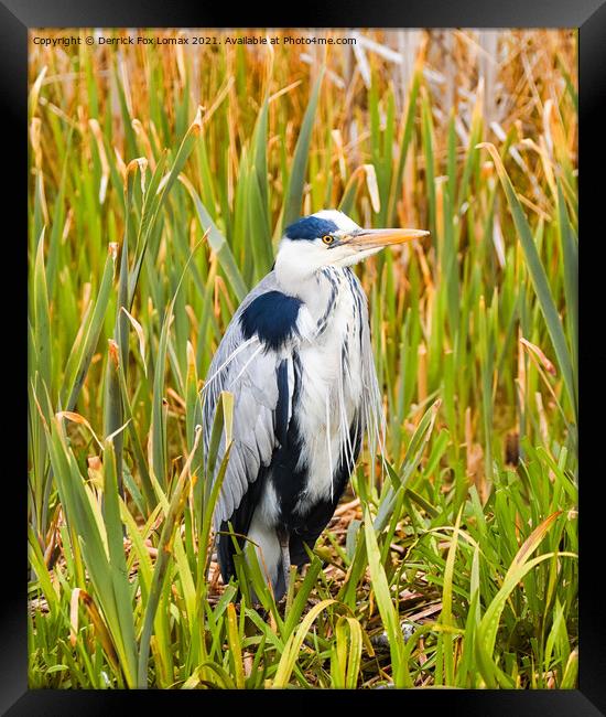  Grey Heron On Radcliffe Canal Framed Print by Derrick Fox Lomax