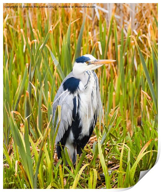  Grey Heron On Radcliffe Canal Print by Derrick Fox Lomax