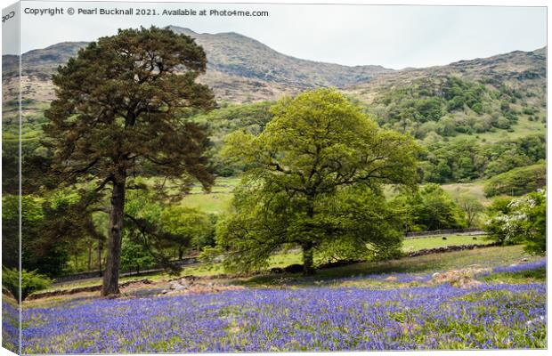 Welsh Bluebells in Snowdonia Countryside Canvas Print by Pearl Bucknall