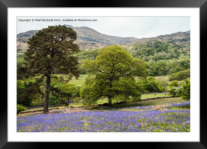 Welsh Bluebells in Snowdonia Countryside Framed Mounted Print by Pearl Bucknall