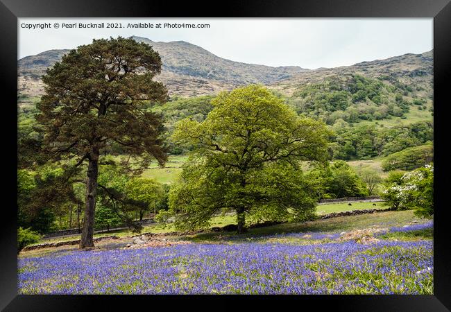 Welsh Bluebells in Snowdonia Countryside Framed Print by Pearl Bucknall