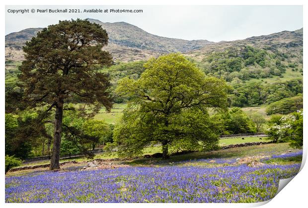 Welsh Bluebells in Snowdonia Countryside Print by Pearl Bucknall