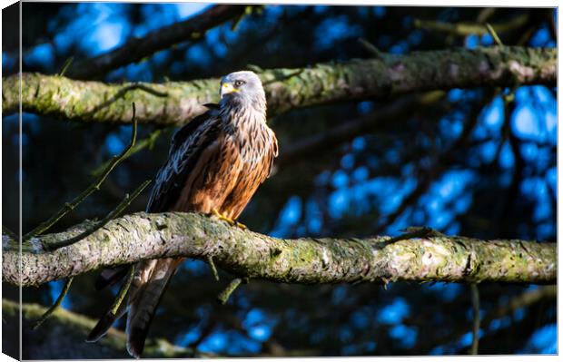 A red kite perched on a tree branch Canvas Print by Andrew chittock