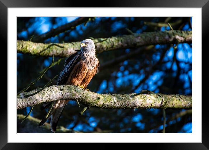 A red kite perched on a tree branch Framed Mounted Print by Andrew chittock
