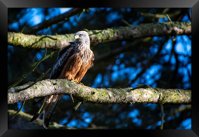 A red kite perched on a tree branch Framed Print by Andrew chittock