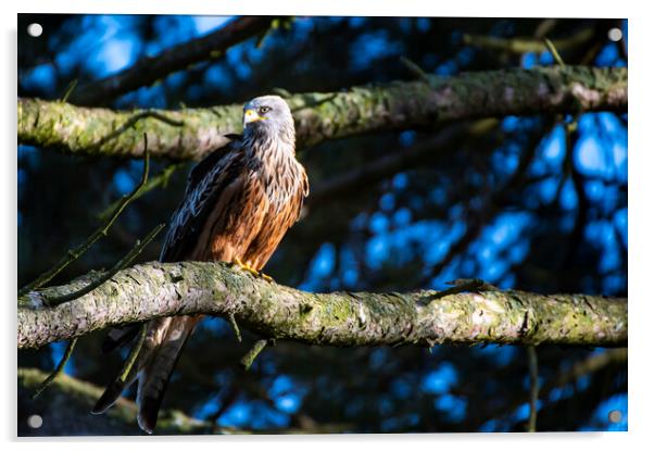 A red kite perched on a tree branch Acrylic by Andrew chittock