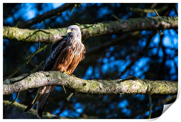 A red kite perched on a tree branch Print by Andrew chittock