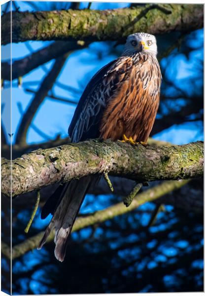 red kite sun set Canvas Print by Andrew chittock