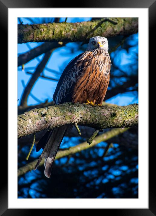 red kite sun set Framed Mounted Print by Andrew chittock