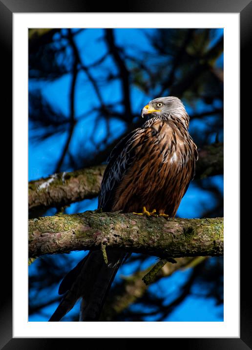 red kite in the sun Framed Mounted Print by Andrew chittock