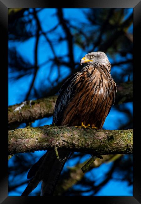 red kite in the sun Framed Print by Andrew chittock