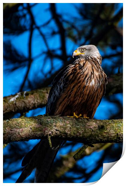 red kite in the sun Print by Andrew chittock