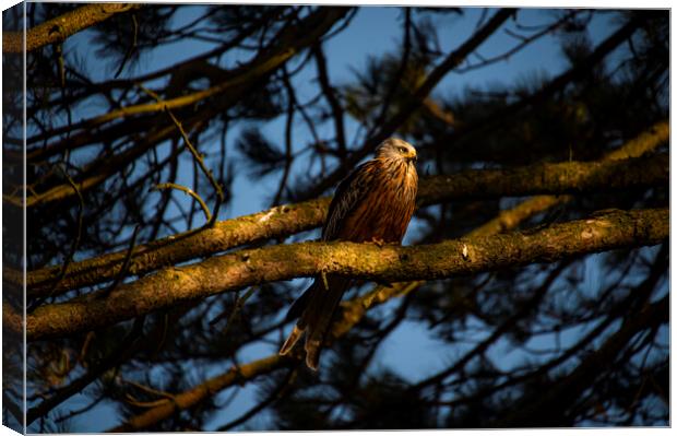 red kite in old scot pine tree at sun set  Canvas Print by Andrew chittock