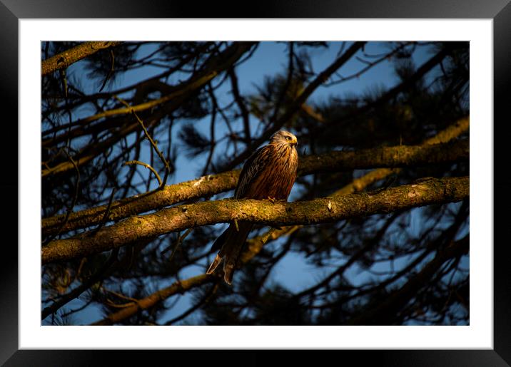 red kite in old scot pine tree at sun set  Framed Mounted Print by Andrew chittock
