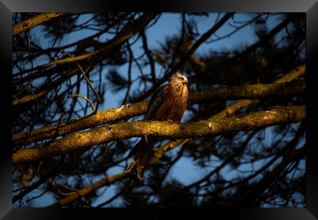 red kite in old scot pine tree at sun set  Framed Print by Andrew chittock