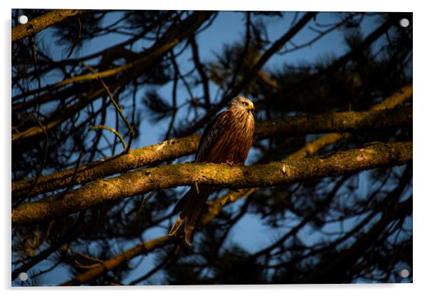 red kite in old scot pine tree at sun set  Acrylic by Andrew chittock