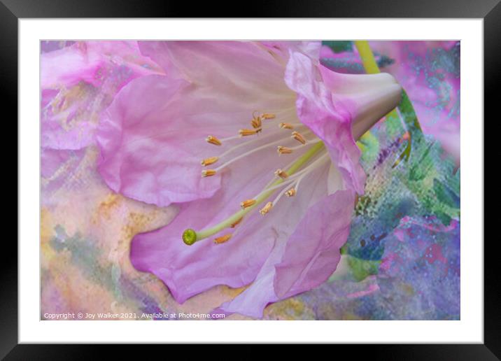 A single rhododendron flower Framed Mounted Print by Joy Walker